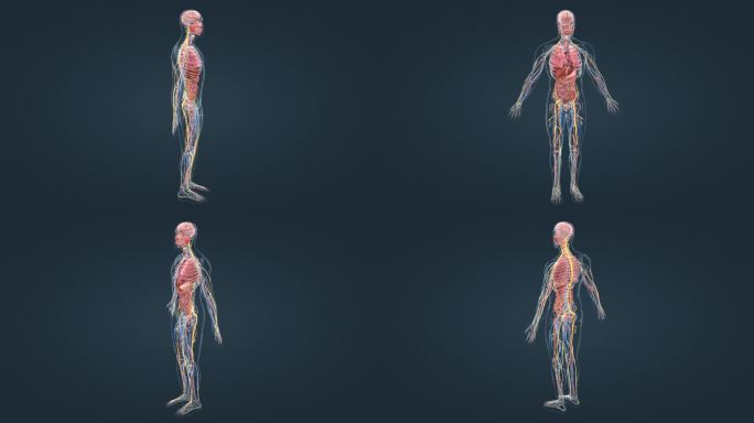 医学3D人体动画旋转展示