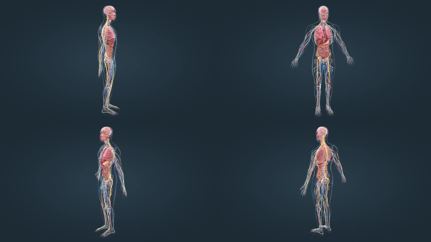 医学3D人体动画旋转展示