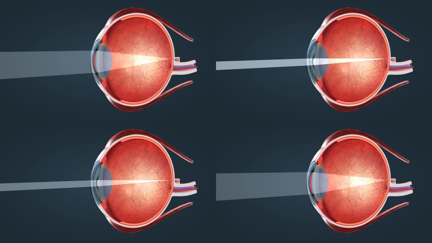 眼球 电脉冲 神经系统 人体器官三维动画