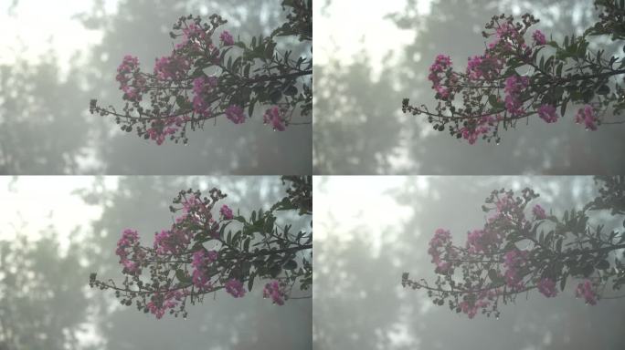 雾中花朵