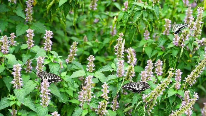 一群蝴蝶花丛中飞舞采蜜慢镜头