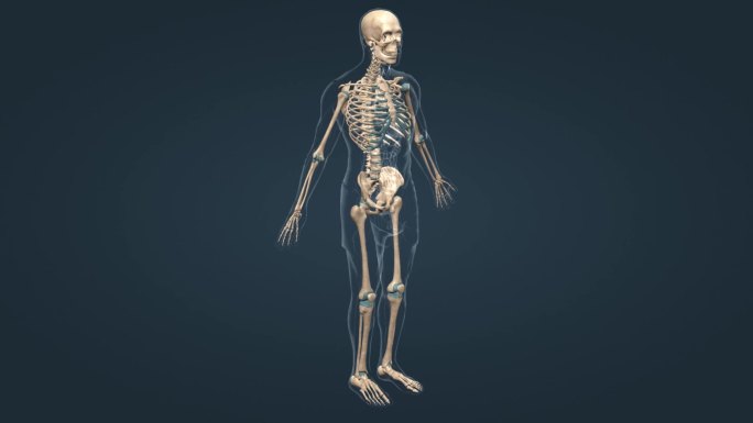 医学 人体 骨骼 全息 特效 三维 动画