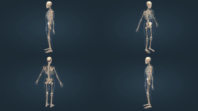 医学 人体 骨骼 全息 特效 三维 动画