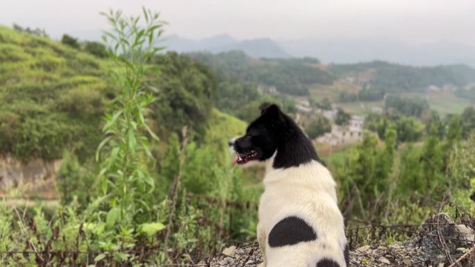 狗子一览众山小，美景尽收眼底