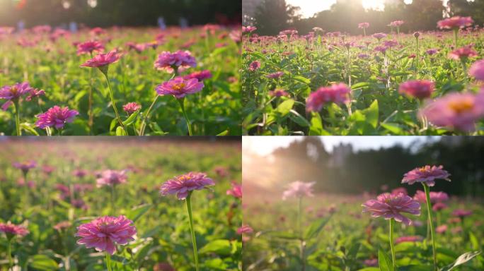 唯美花特写 花 传统 百花争艳 百日菊