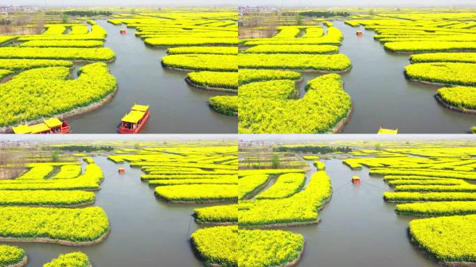 正版江苏兴化油菜花田