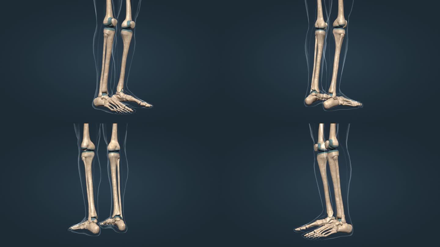医学 人体 下肢骨骼 三维 动画