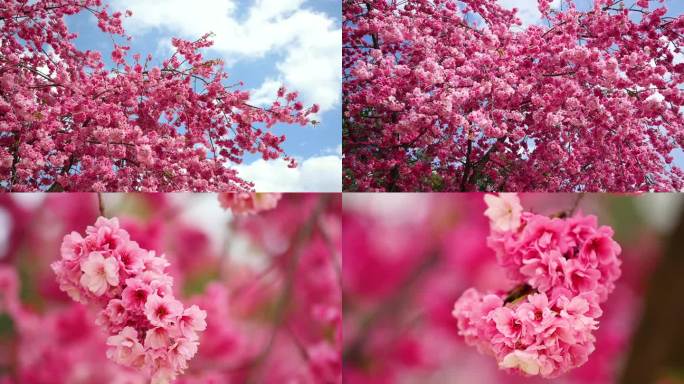 蜜蜂樱花高清