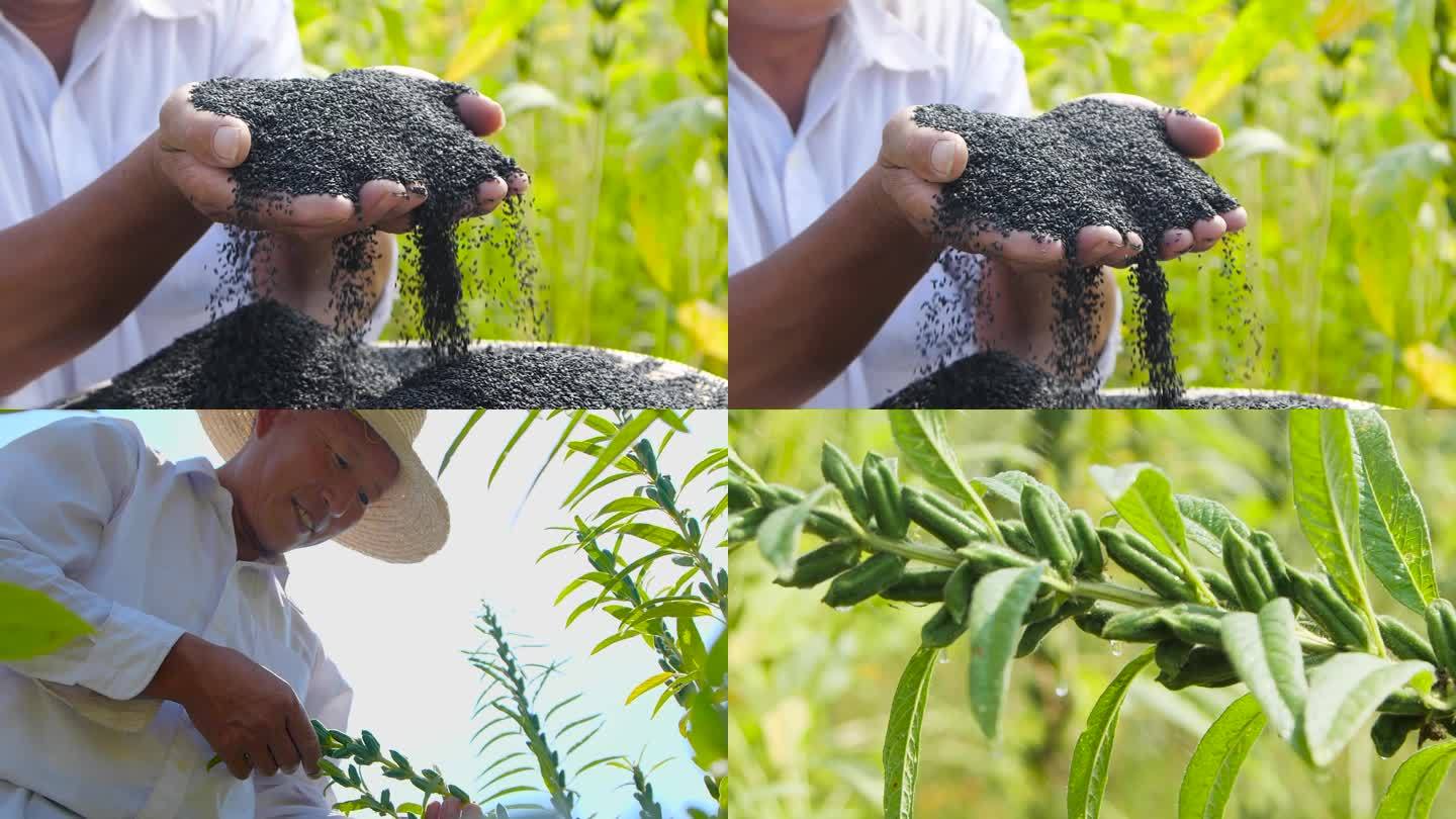 芝麻种植