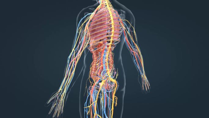 人体各大系统三维动画