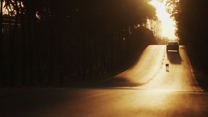 夕阳下乡村道路上的的流浪狗