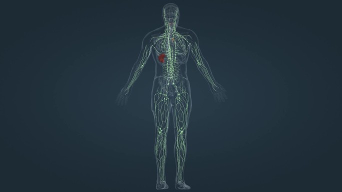 医学3D人体淋巴免疫系统