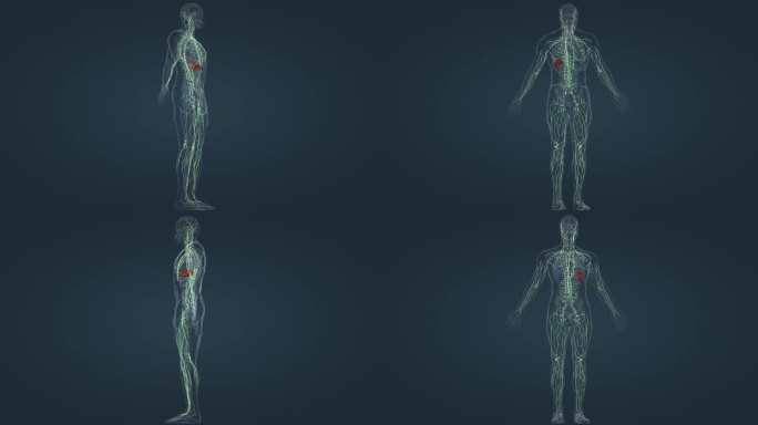 医学3D人体淋巴免疫系统