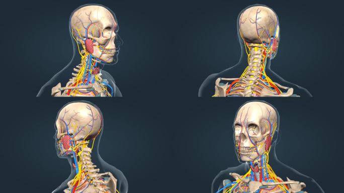 神经颅骨动脉静脉人体骨骼三维动画