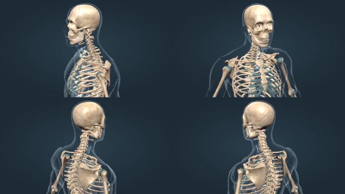 医学 人体头骨胸骨肋骨 三维 动画
