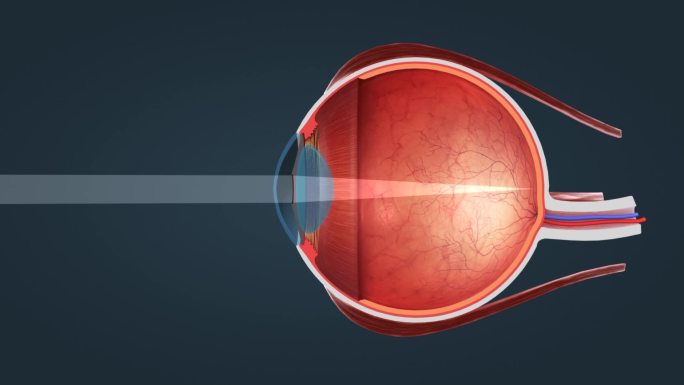 医学 人体 器官 眼球 人眼 眼睛 动画