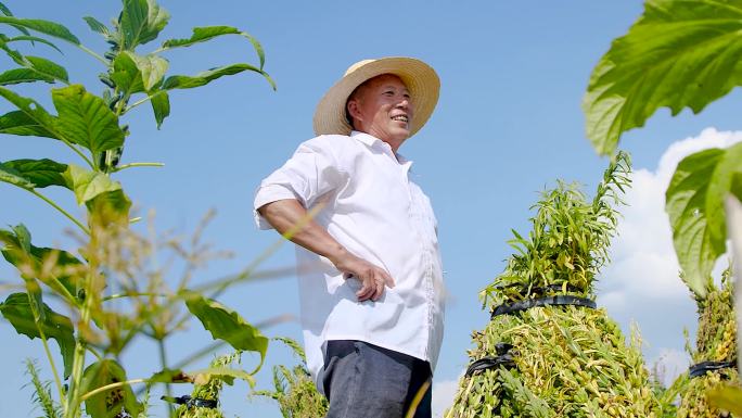 芝麻产地