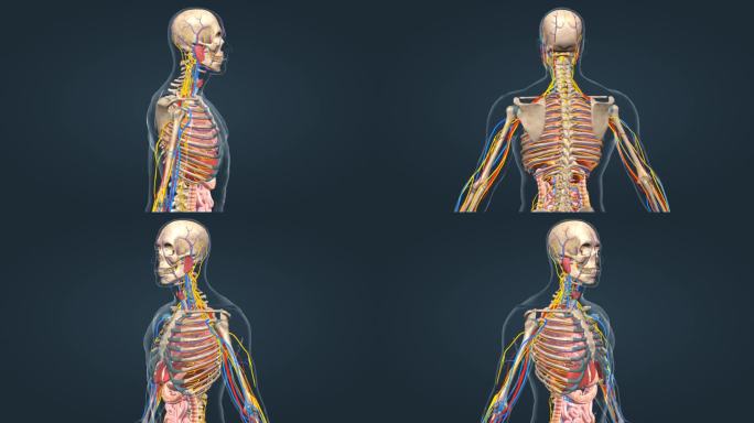 颅骨骨骼人体骨骼三维动画