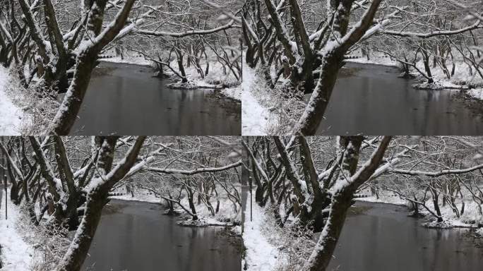 江南浙江绍兴诸暨五泄冬天雪景溪水树木积雪