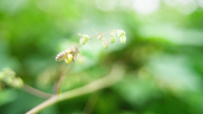 蜜蜂花园采蜜慢镜头