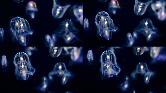 疣梳水母海底水母