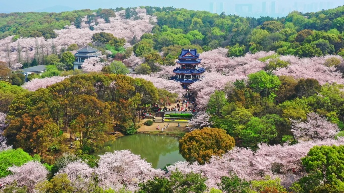 高清江苏无锡鼋头渚樱花