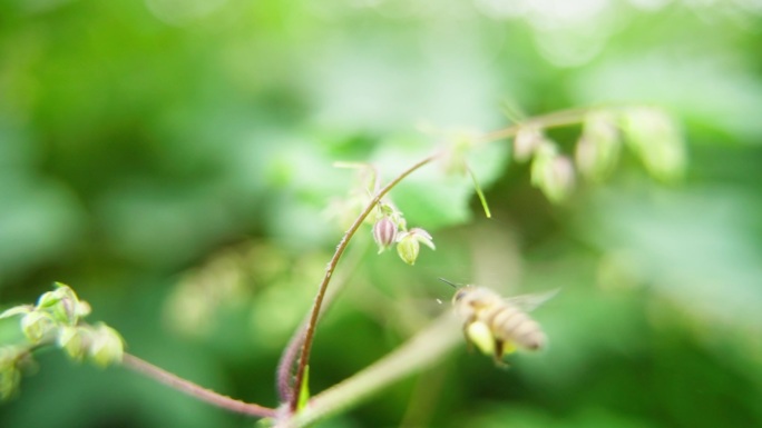 蜜蜂飞行采蜜慢镜头