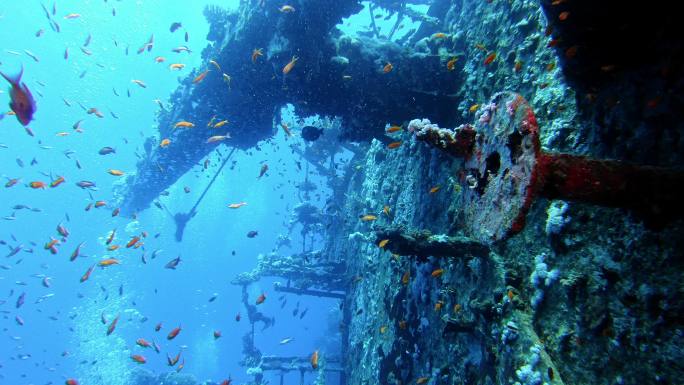 潜水员正在探索红海著名的潜水点。驶过塞勒姆快车，船残骸被珊瑚礁和热带鱼包围