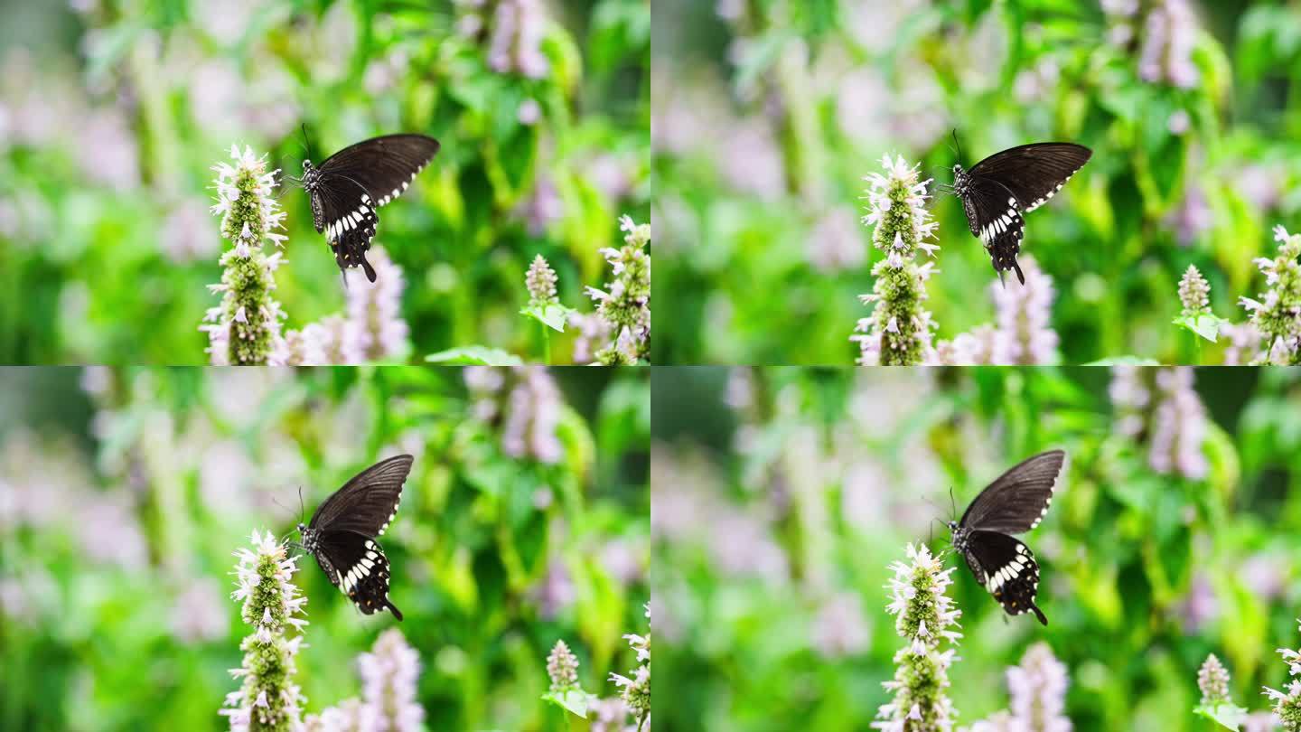 黑蝴蝶飞舞慢镜头