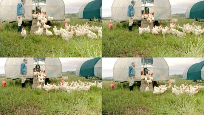 一名老人从农场鸡舍放鸡的4k视频片段