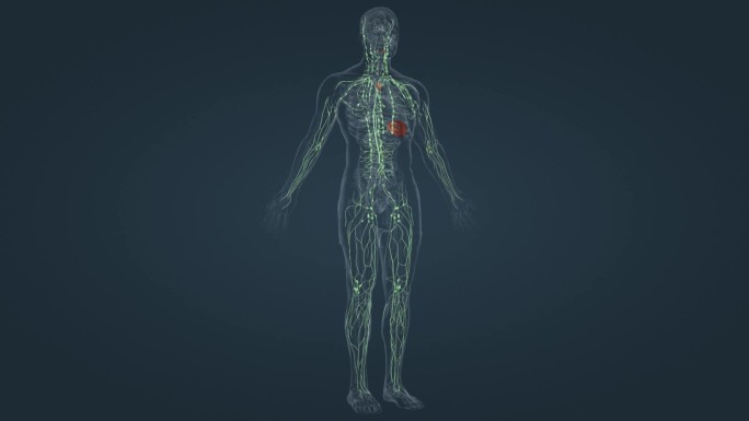 医学 人体 三维 动画 内分泌 淋巴系统
