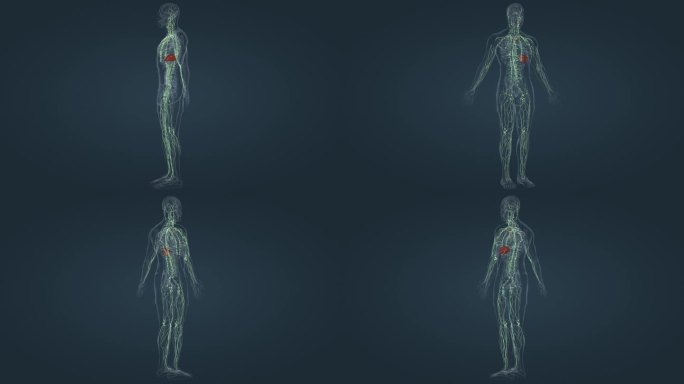 医学 人体 三维 动画 内分泌 淋巴系统