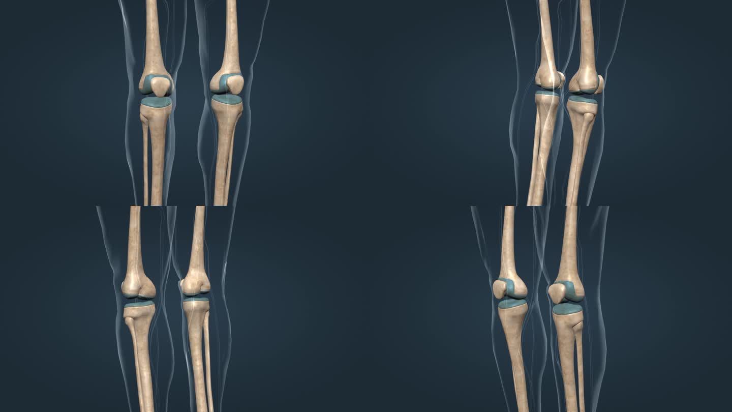 医学 人体 膝关节 三维 动画