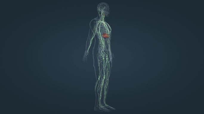 淋巴系统 人体 器官 内分泌 医学 动画
