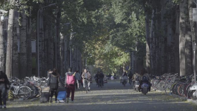 清华大学秋季校园  林荫大道人流车流