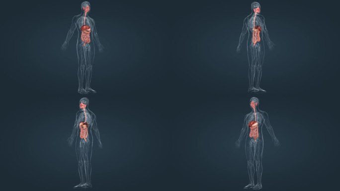 3D人体器官三维动画