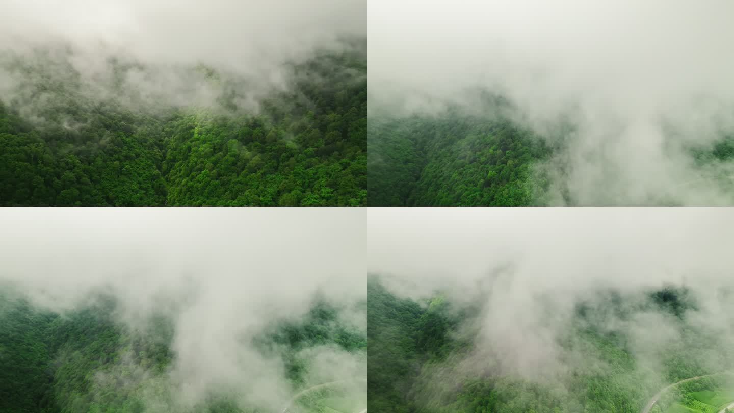 深山里的大雾天气