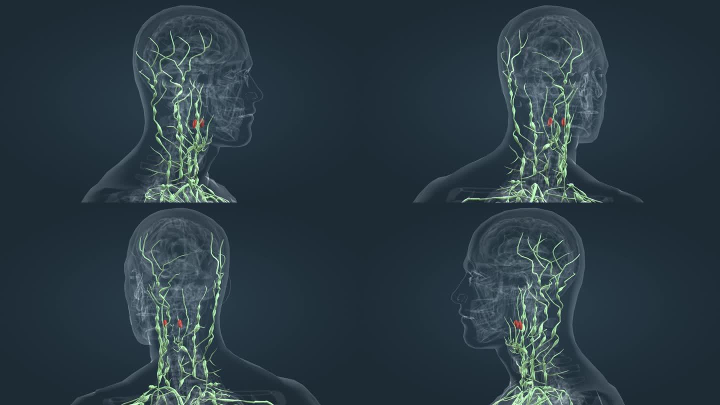 淋巴系统医学人体三维动画