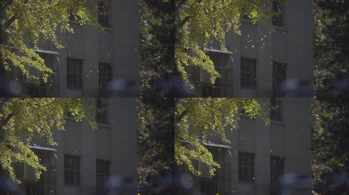 清华大学秋季校园 银杏树 落叶如雨撒下