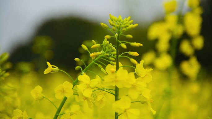 油菜花