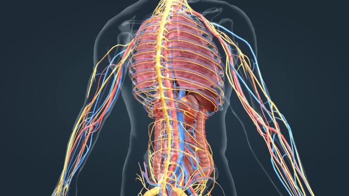 医学人体神经肺脏消化系统三维动画特效素材