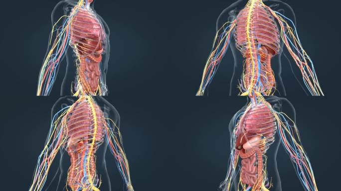 医学人体神经肺脏消化系统三维动画特效素材
