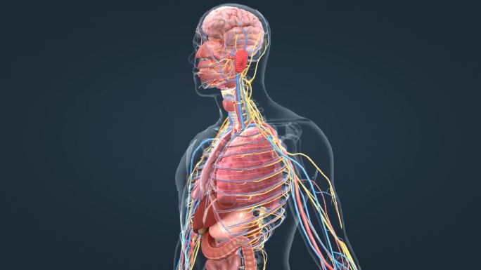 人体医学三维动画大脑神经肺脏肝脏肠胃