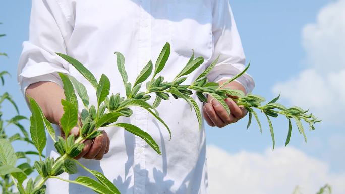 芝麻种植