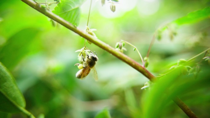 可爱蜜蜂吊在花朵上采蜜特写慢镜头
