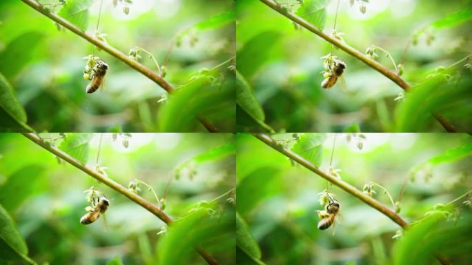 可爱蜜蜂吊在花朵上采蜜特写慢镜头
