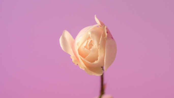 白色玫瑰花在粉红色背景上绽放，延时4k视频。