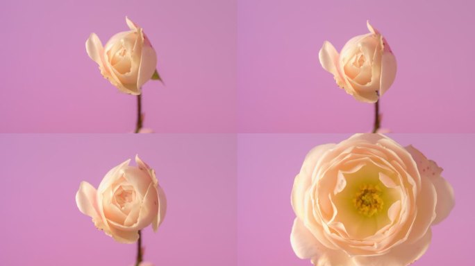 白色玫瑰花在粉红色背景上绽放，延时4k视频。