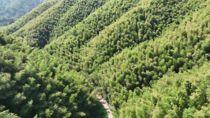 航拍江南浙江江西安徽竹林竹山竹海毛竹实拍