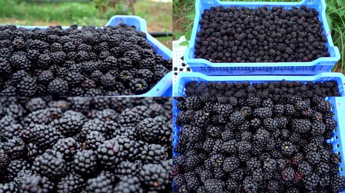 采摘的黑莓果实